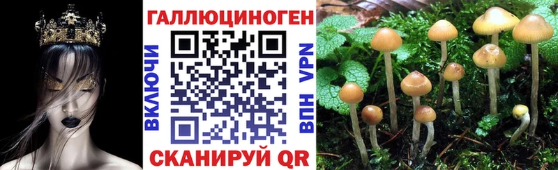 Галлюциногенные грибы Psilocybine cubensis  Адыгейск 